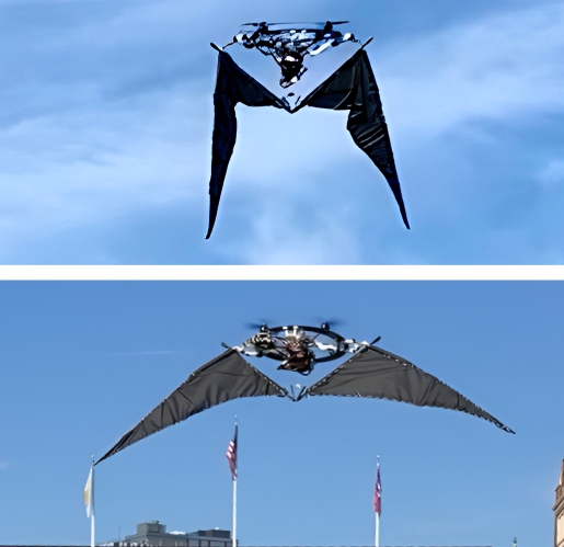 bat_outdoor.jpg